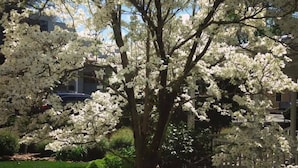 Un arbre aux fleurs blanches, situé dans un espace aménagé avec un chemin pavé et un bâtiment en arrière-plan.