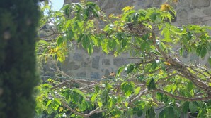 รูปภาพที่ไม่ได้จัดประเภท, 4 จาก 62, ปุ่ม