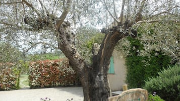 Jardin