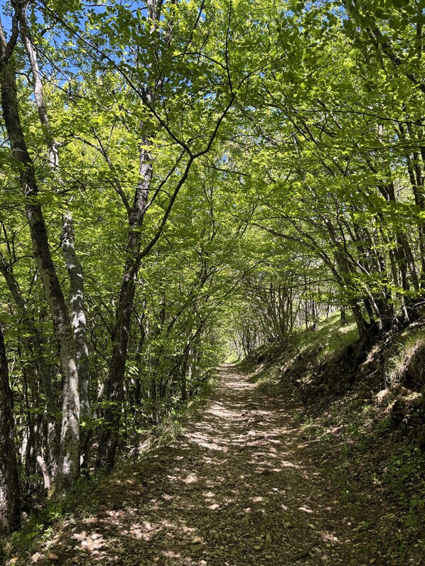 A forest path with trees on both sides. - La Résidence du Moulin (Tourrettes-sur-Loup)