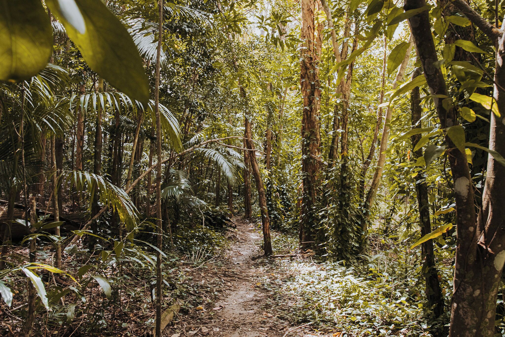A forested path with dense vegetation and trees.
