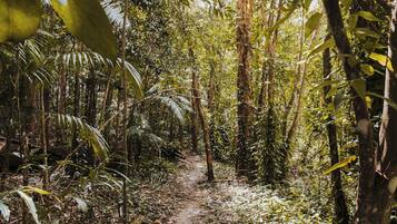 A forested path with dense vegetation and trees.