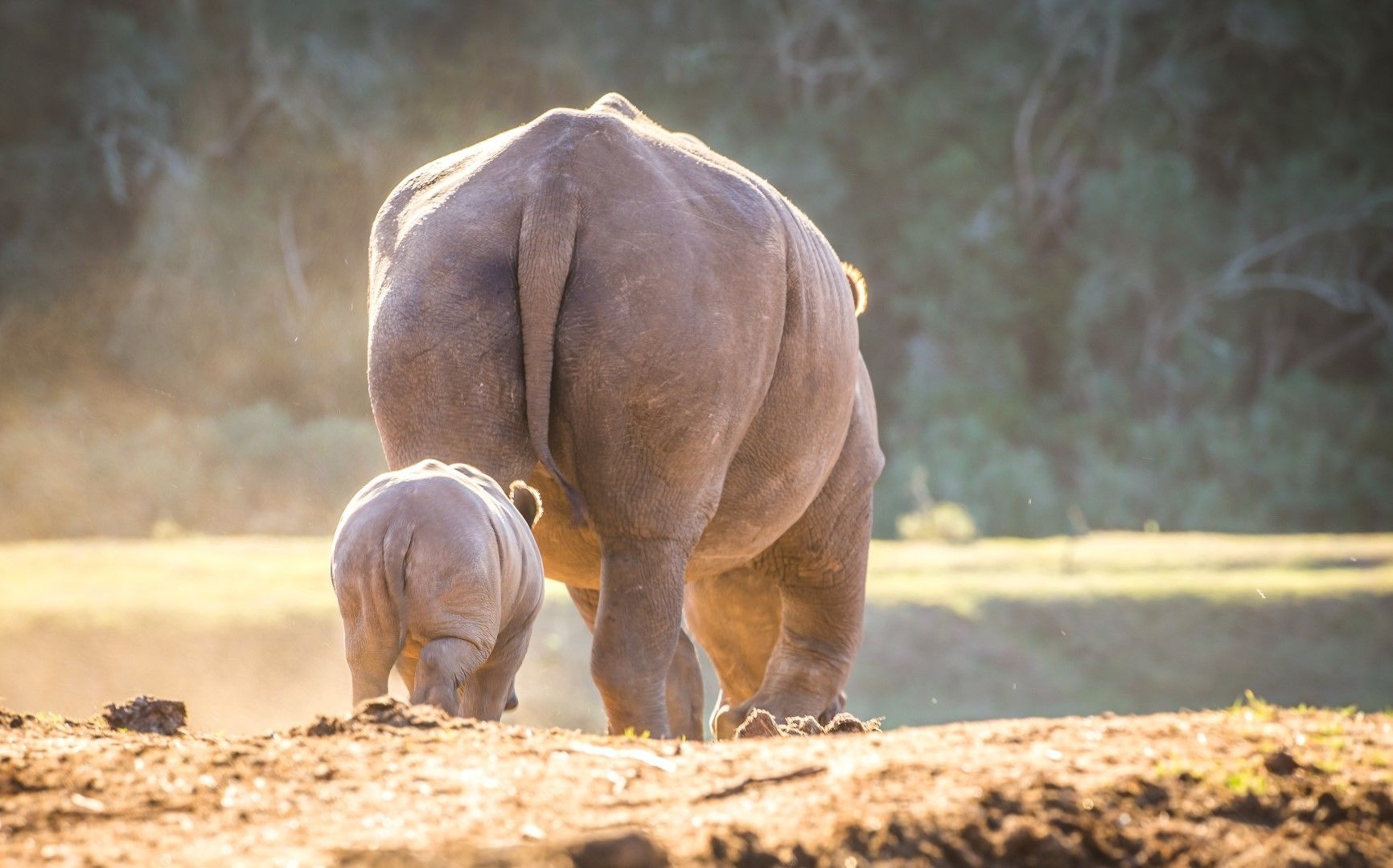 A rhinoceros and its calf in a natural setting.