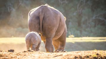 A rhinoceros and its calf in a natural setting.