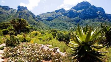A natural landscape with mountains, various plants, and a clear sky.