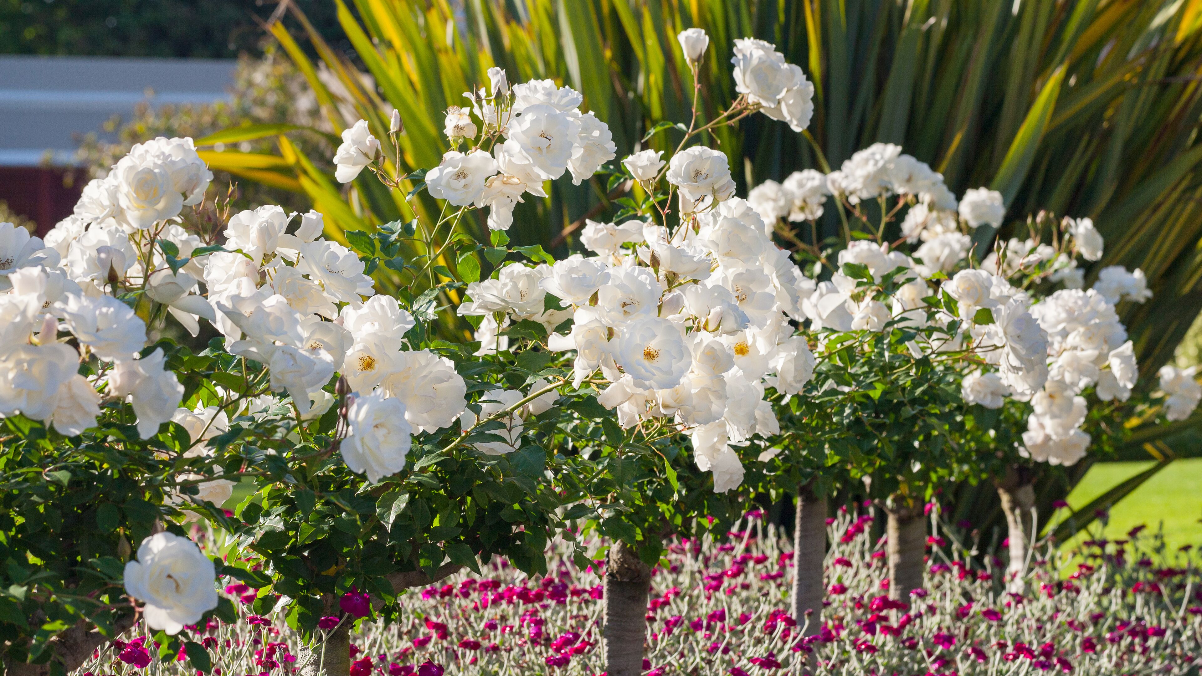 Ein Garten mit weißen Blumen und einer Palme.