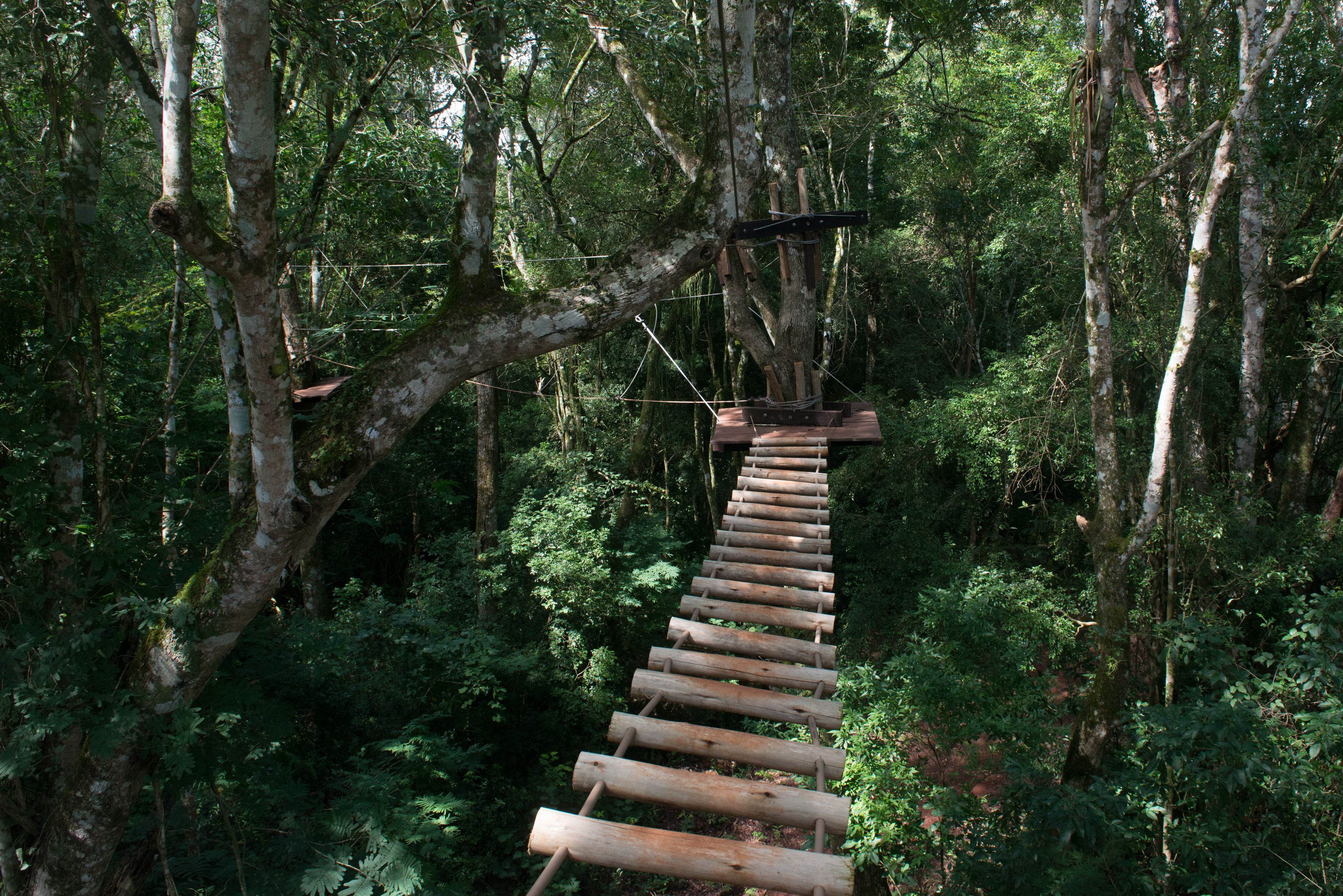 Un pont en rondins de bois, situé dans une forêt.