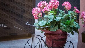A potted plant with pink flowers in a wicker chair area. - Europa (Modena)