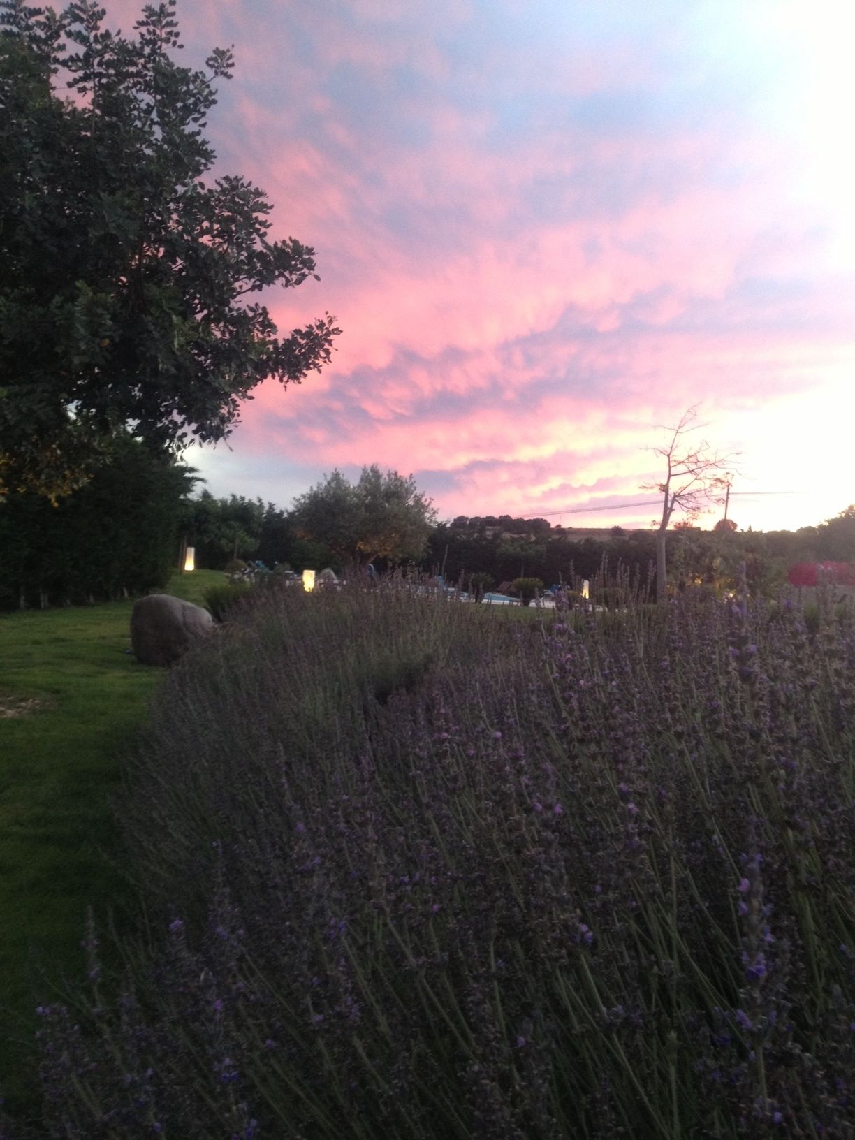 A field of lavender with a tree and a clear sky.