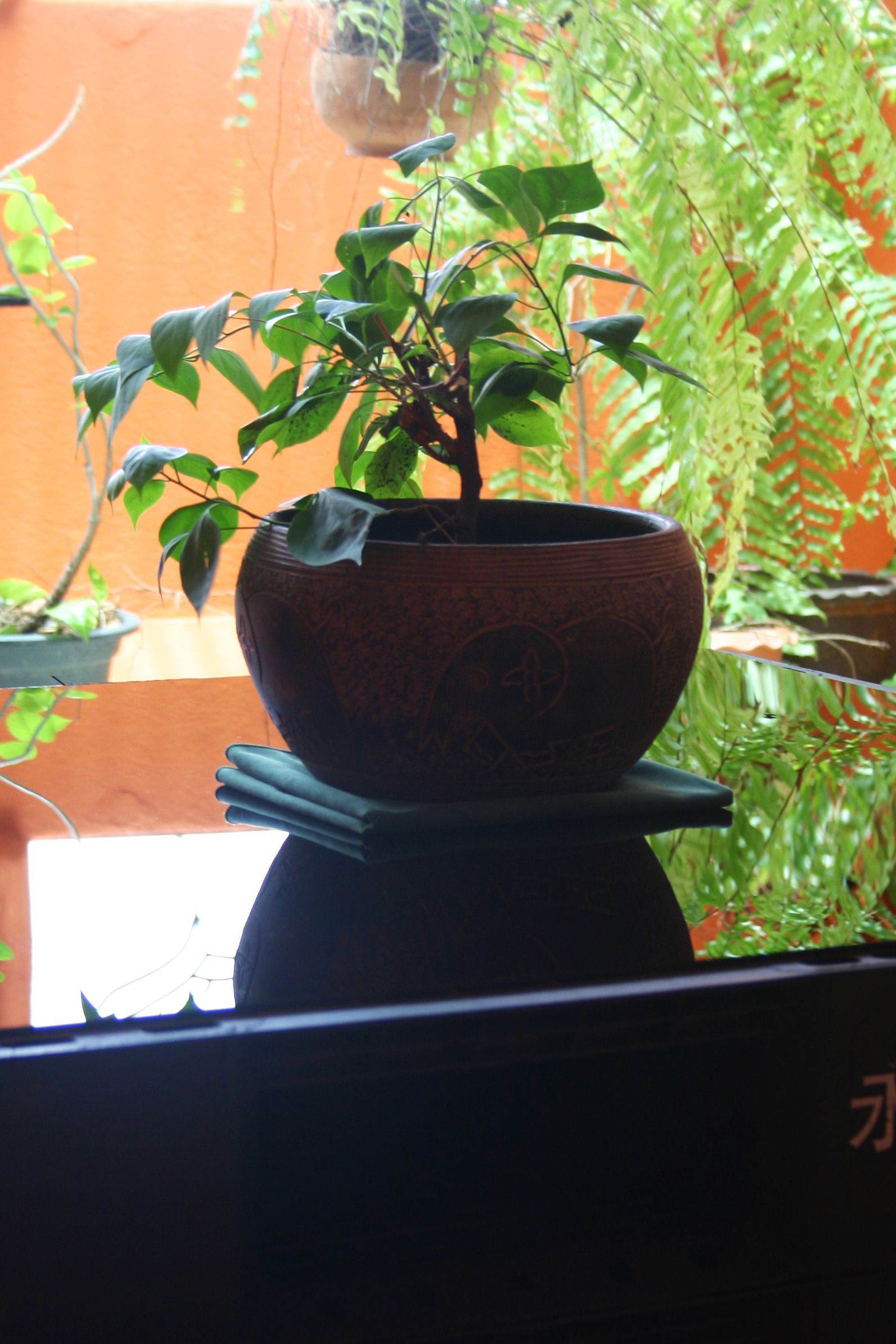 Foto - Born Free Hostel