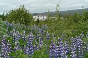 Eksteriør