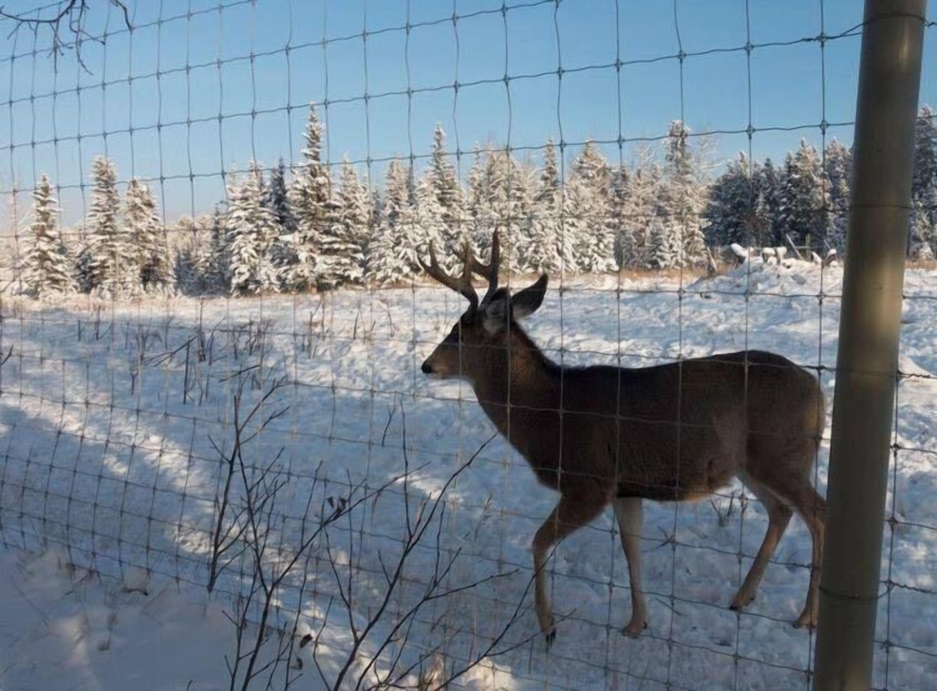 A deer standing in a snowy enclosure with a wire fence, surrounded by snow-covered trees.