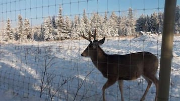 Et hvidt rådyr står i et sneklædt område omgivet af snefyldte træer, adskilt af et trådhegn.