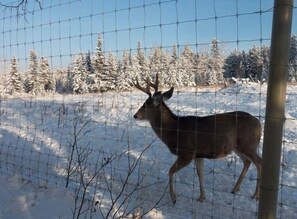 Un cervell dret en un recinte nevós amb una tanca de filferro, envoltat d'arbres coberts de neu.