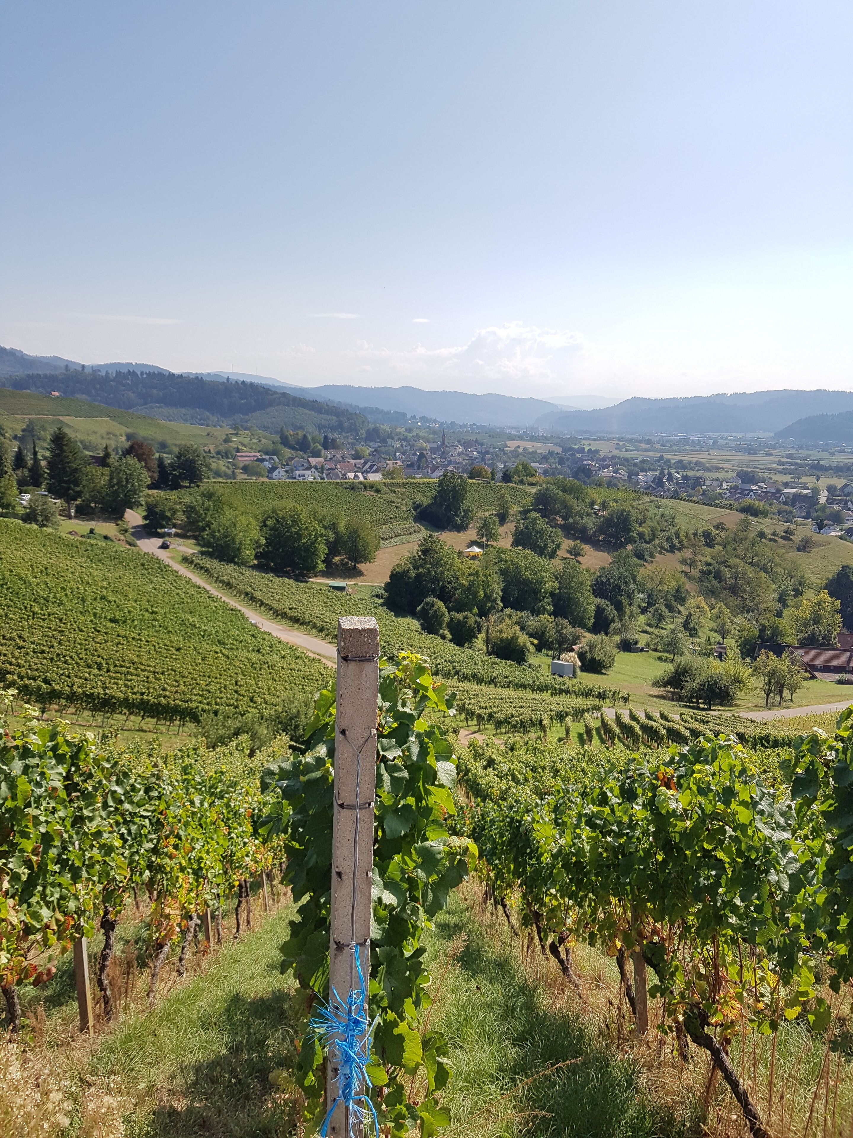 A vineyard with rows of grapevines and a clear view of a town in the distance.