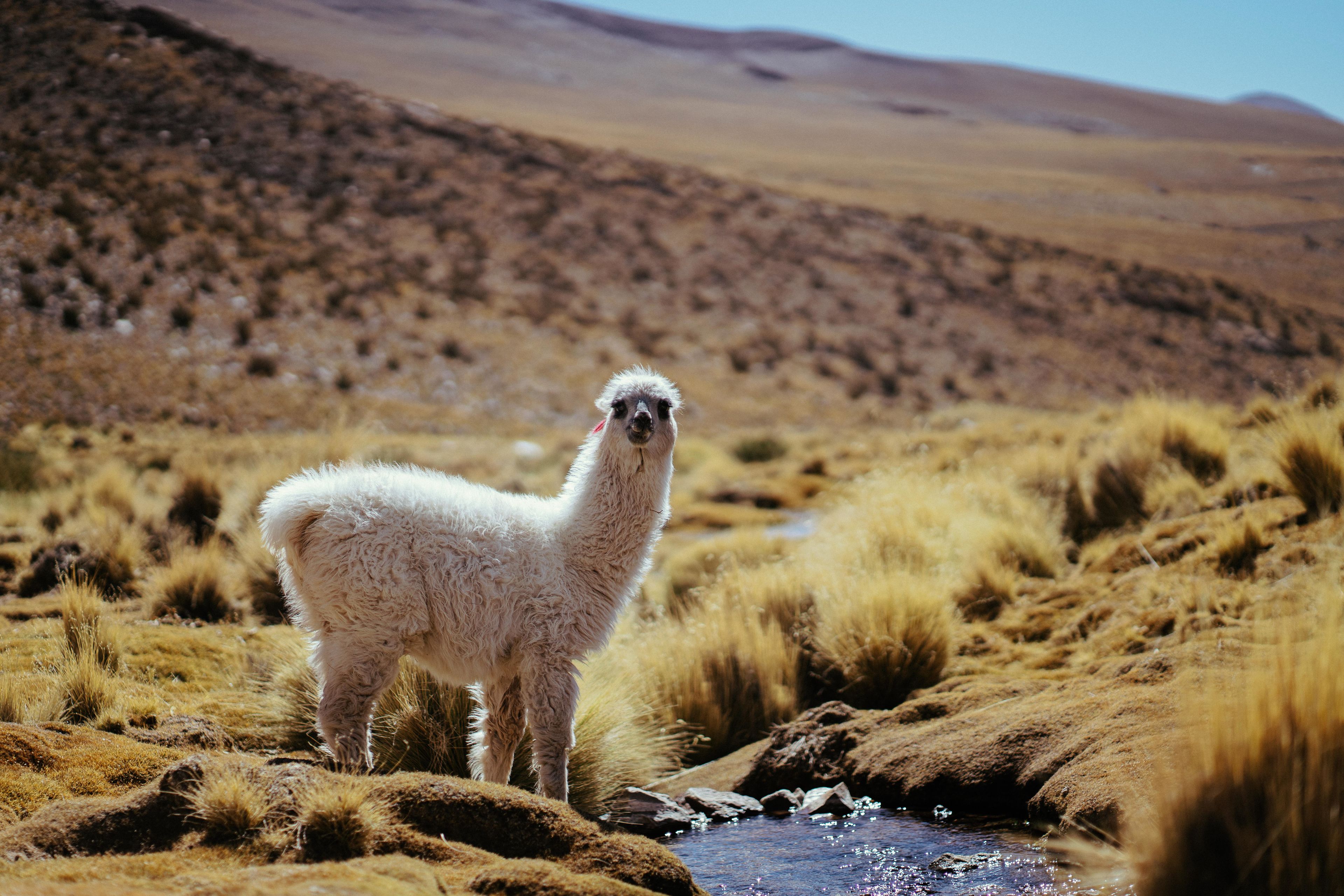 Photo - Socialtel La Paz