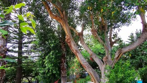 A garden with a large tree, a hammock, and a circular planter. - Villa Irene (Kos)