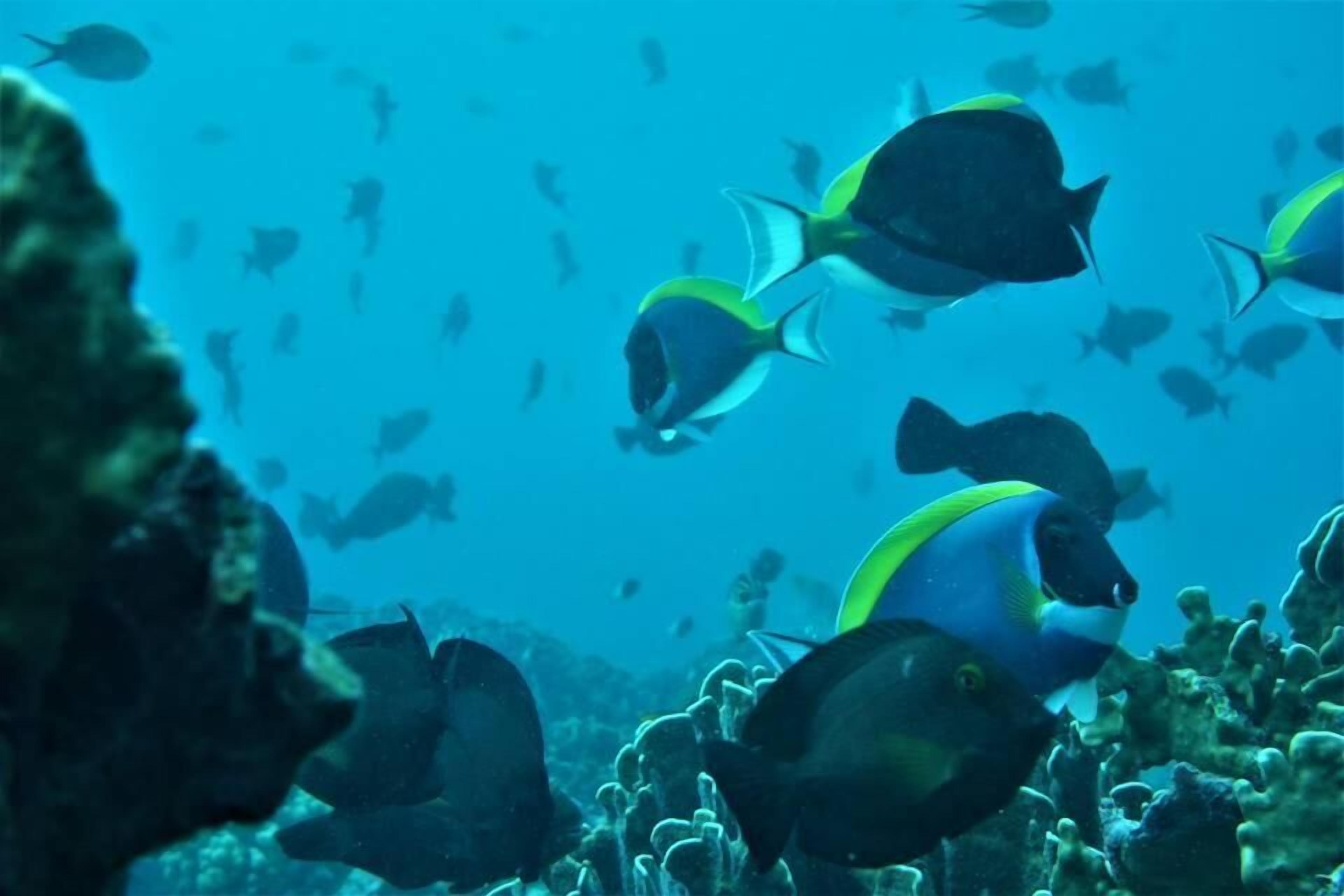 An underwater scene with various fish swimming around coral formations.