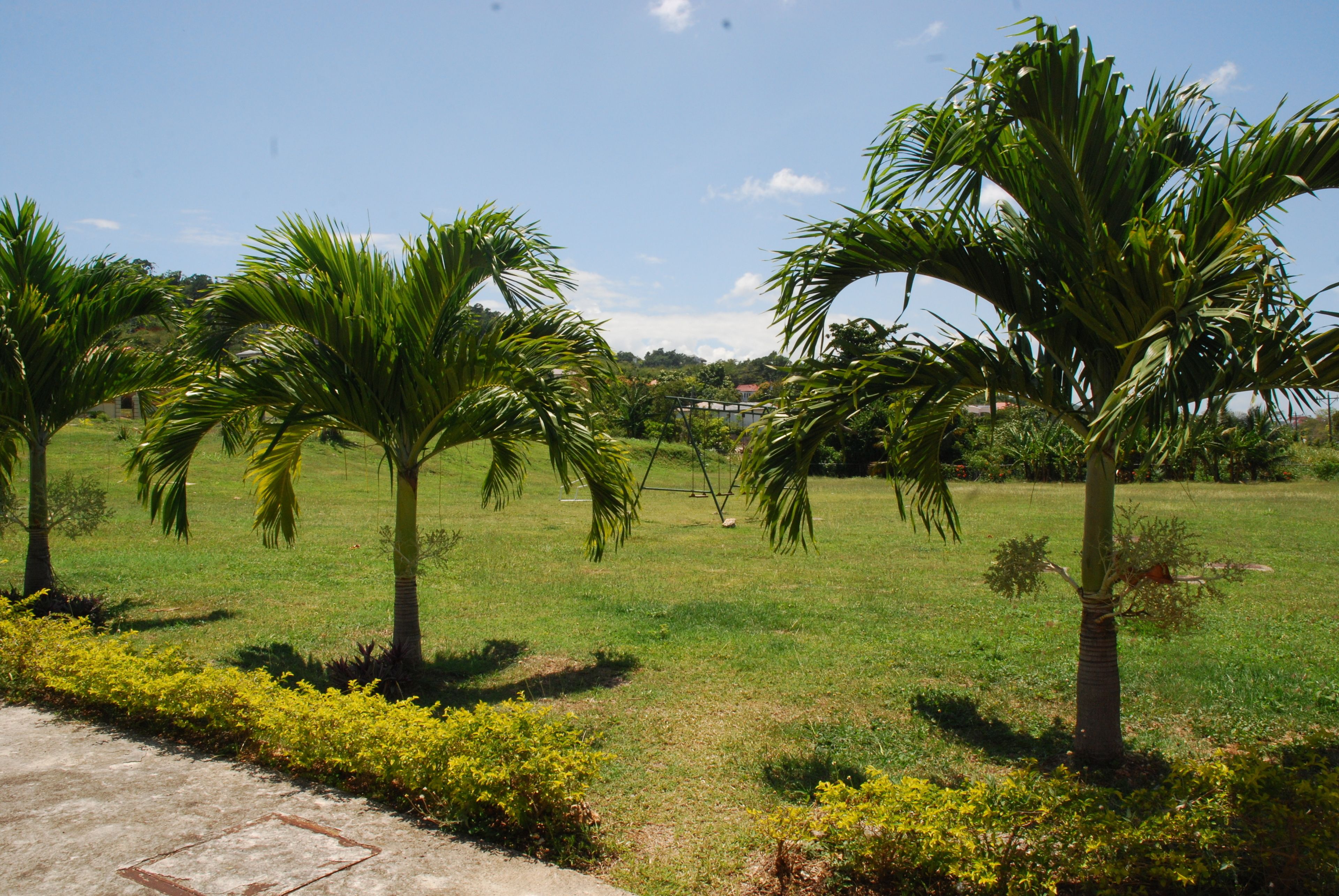 Un área verde con palmeras y arbustos de flores amarillas.