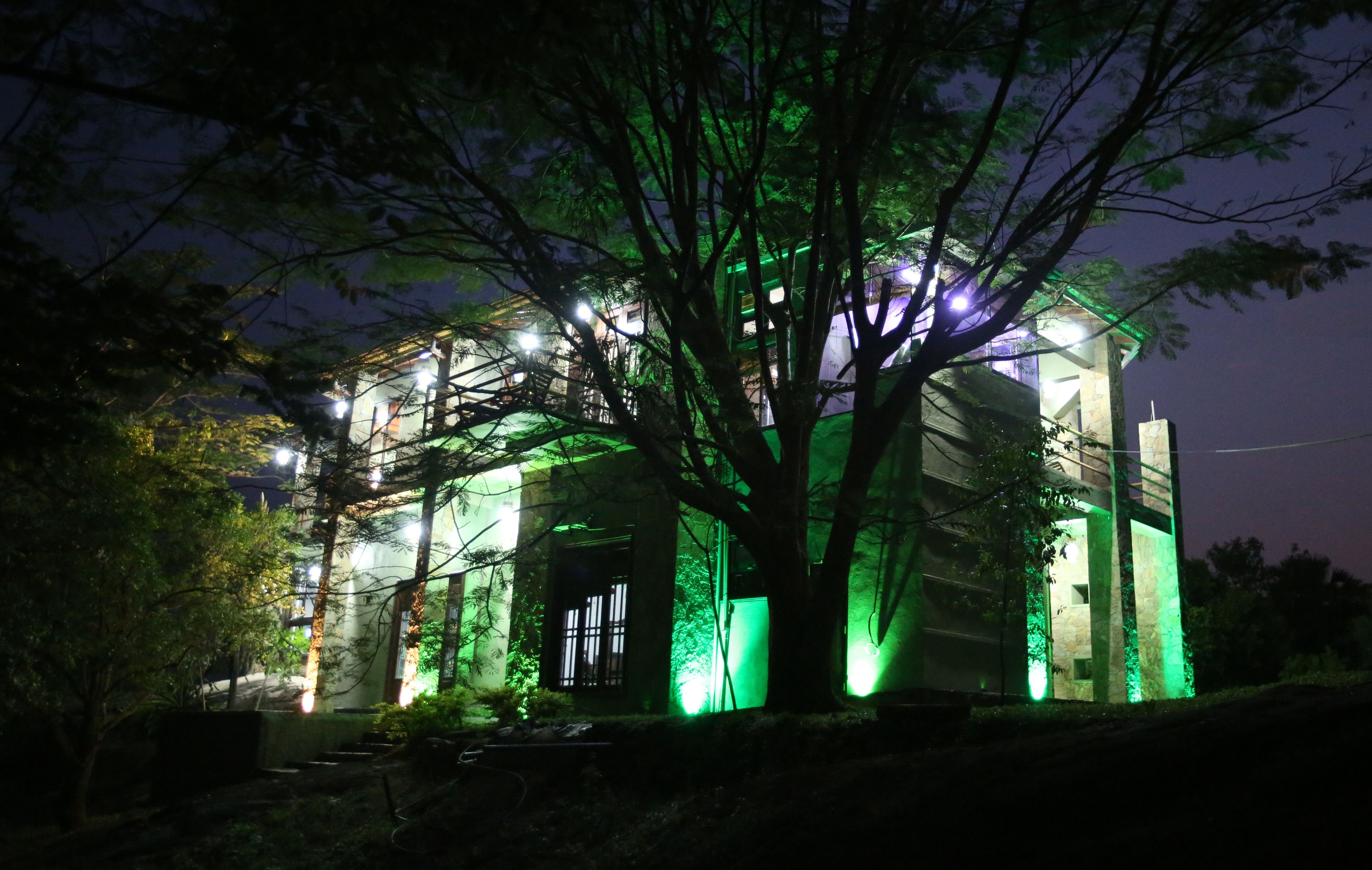 A building with a large tree in front, illuminated by green lights.