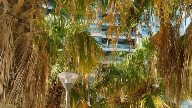 A pathway lined with palm trees and a modern building in the background. - Okeanos ba Marina by Sophie (Herzliya)