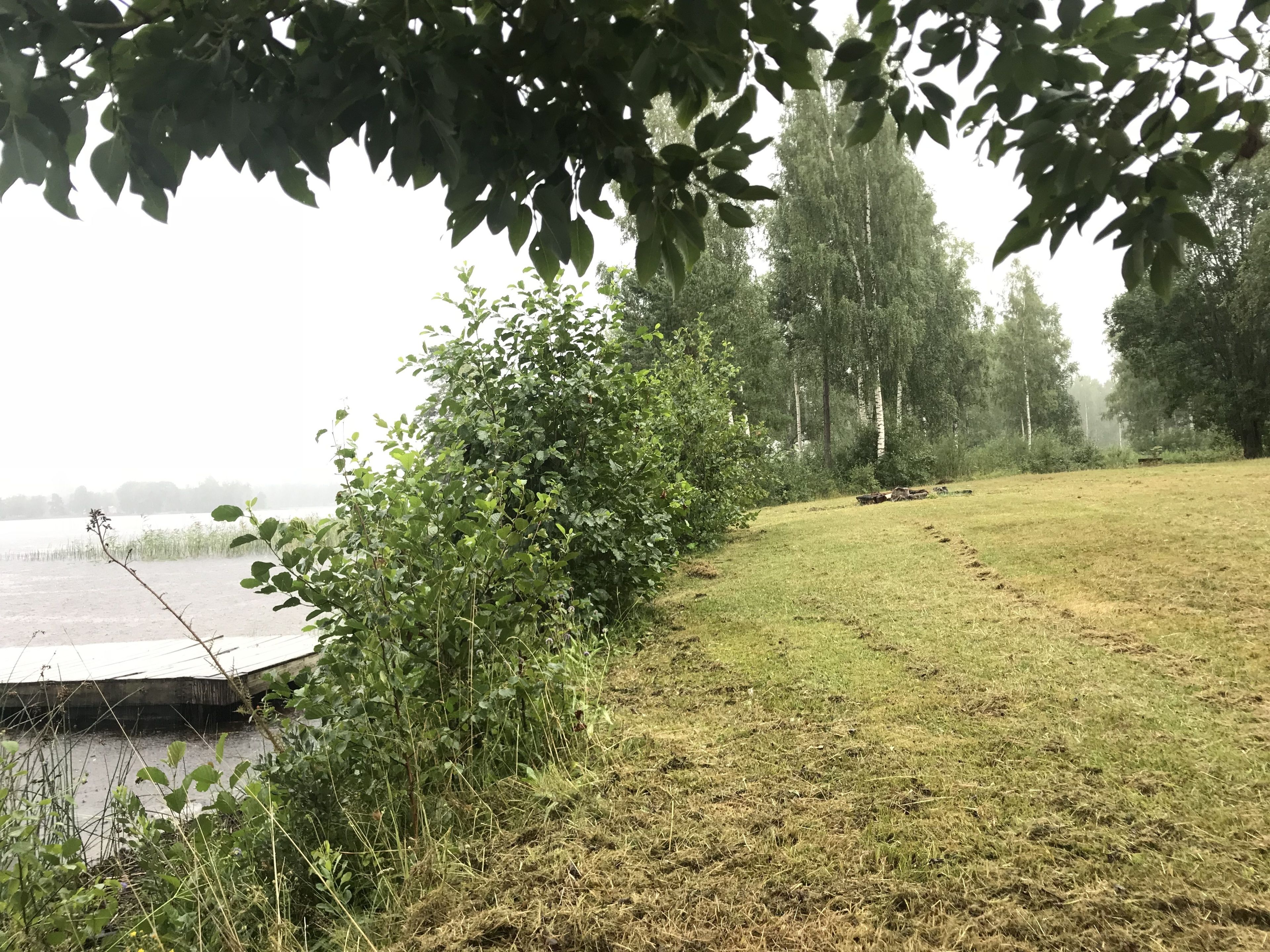 A grassy area with a dock extending into a body of water, surrounded by dense foliage and trees.