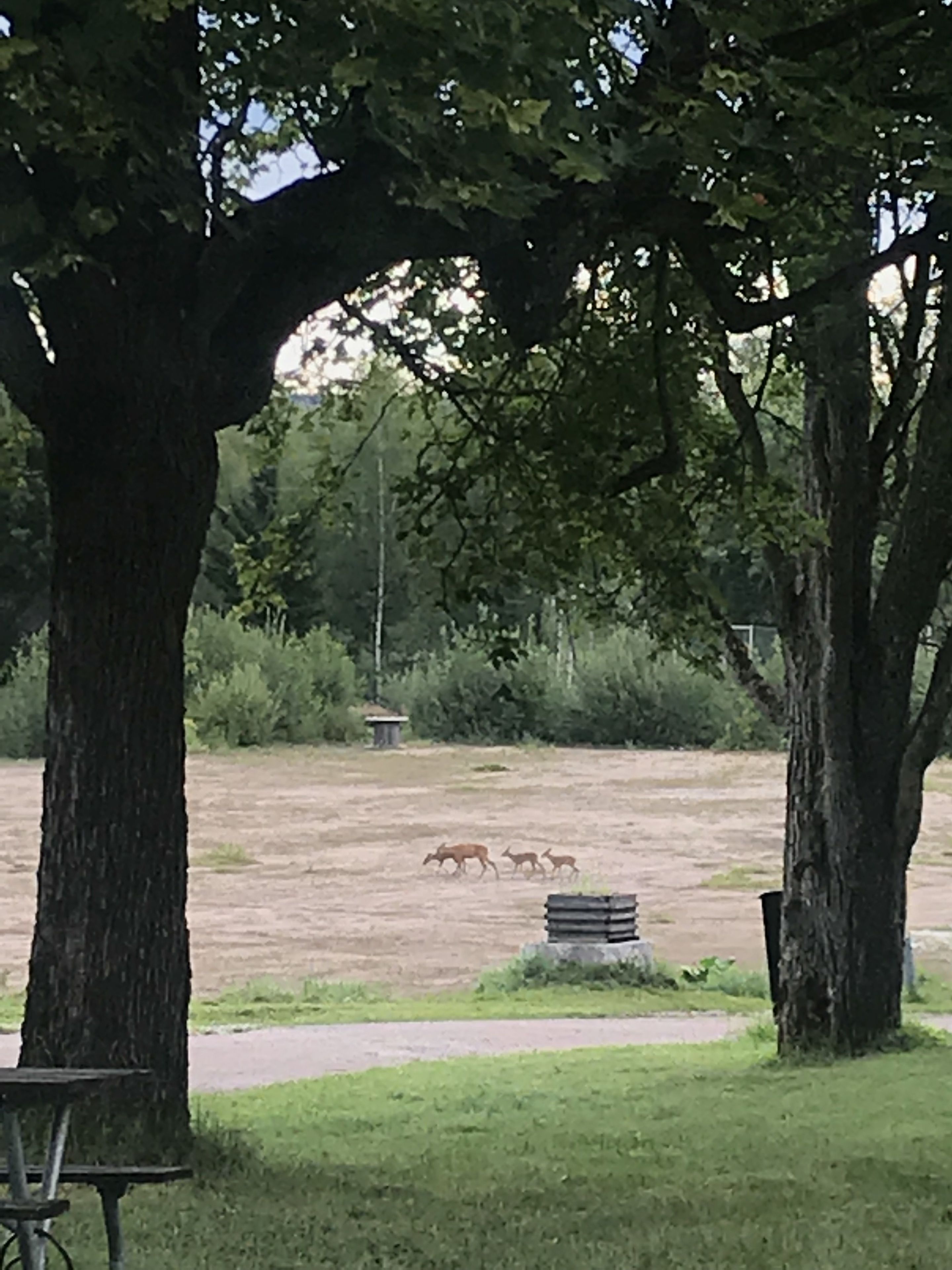 Un parque con árboles grandes, una mesa de picnic y un sendero de tierra.