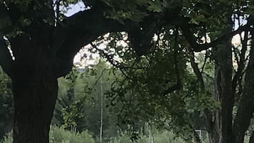 Un parque con árboles grandes, una mesa de picnic y un sendero de tierra.