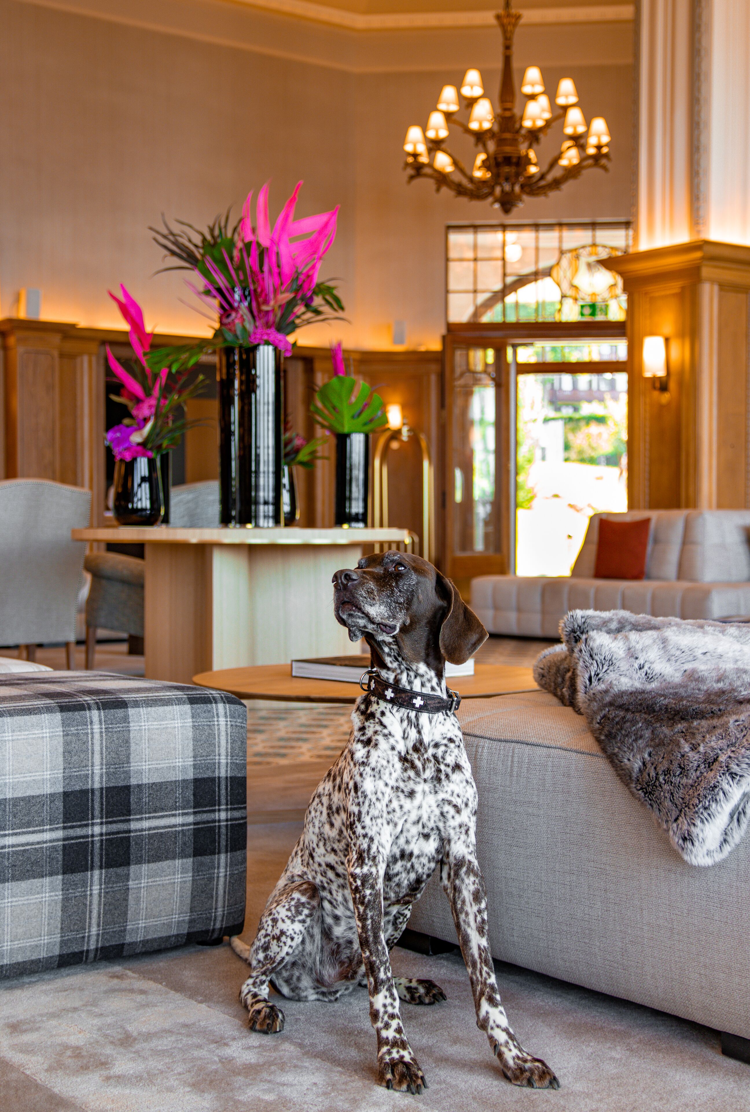 A dog sitting on a sofa in a well-lit room with a chandelier, a fireplace, and a view through a large window.