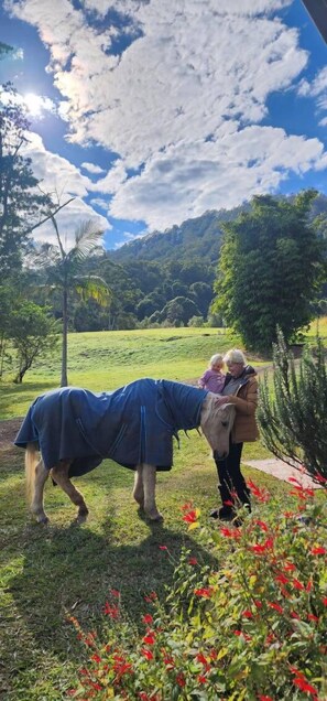 A horse with a blanket in a grassy field with a person nearby. - Nimbin Waterfall Retreat (Nimbin)