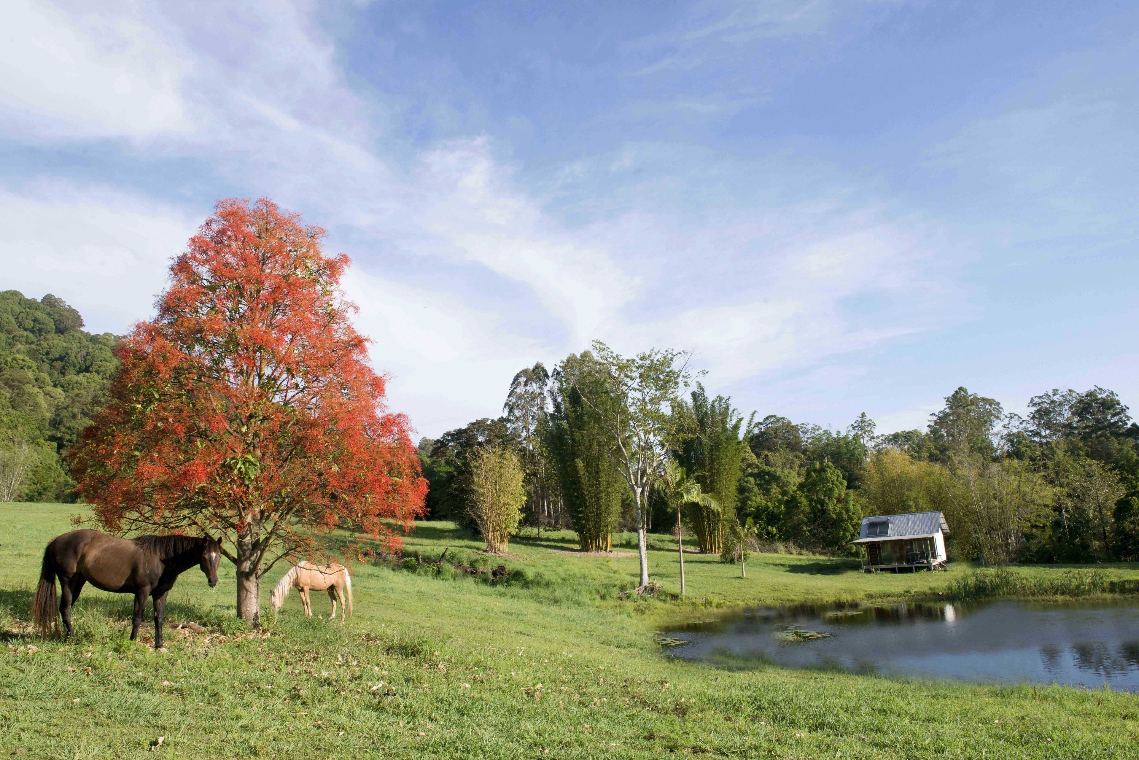 Een rustig buitengebied met een vijver, twee paarden en een klein vakantiehuisje in een grasveld.