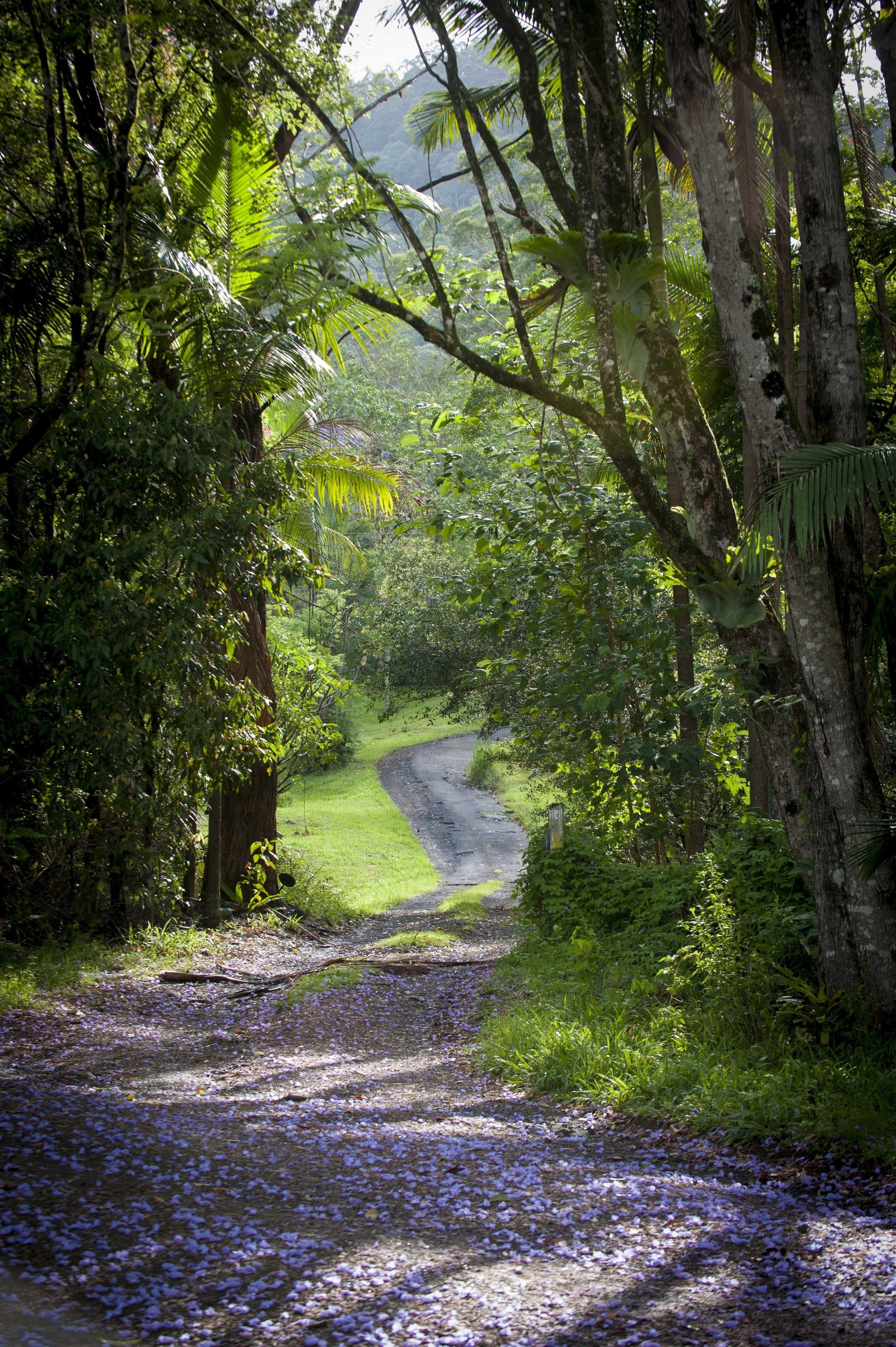 A narrow, winding path through a lush, green forest with dense foliage on both sides.