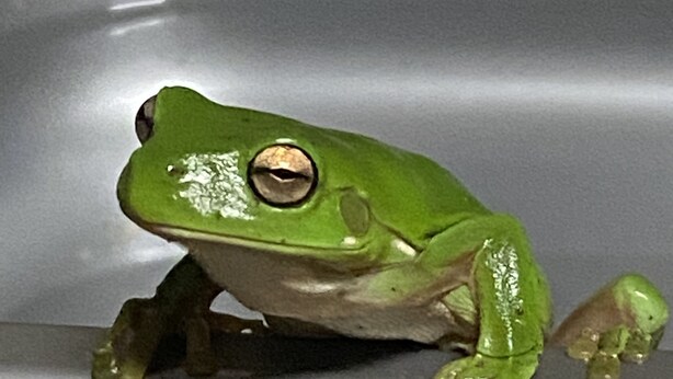A green frog on a smooth, gray surface. - Nimbin Waterfall Retreat (Nimbin)