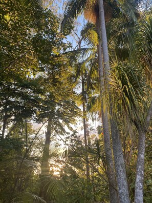 A dense tropical forest with tall palm trees and various foliage. - Nimbin Waterfall Retreat (Nimbin)