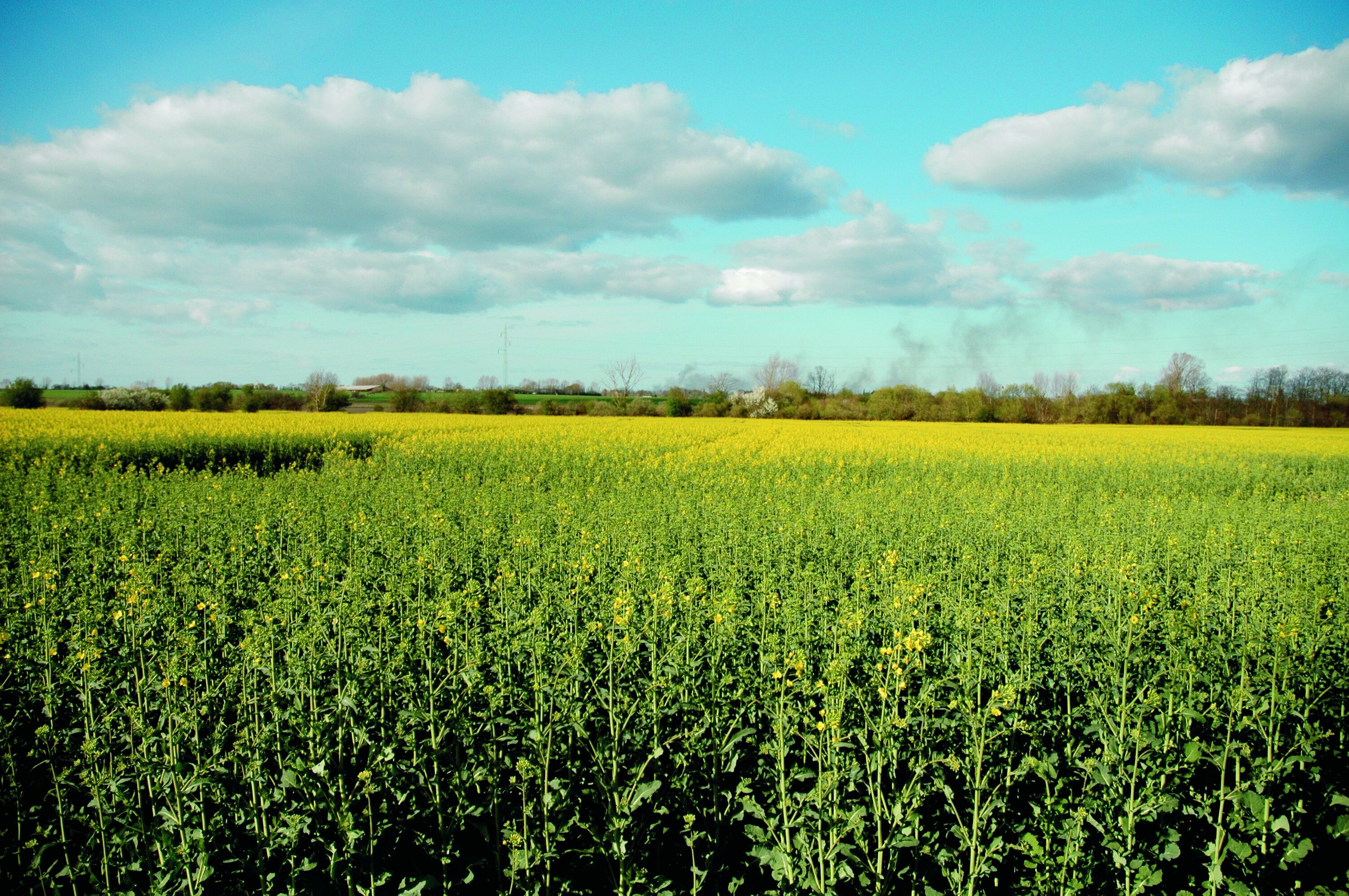 A vast field of green crops under a clear sky.
