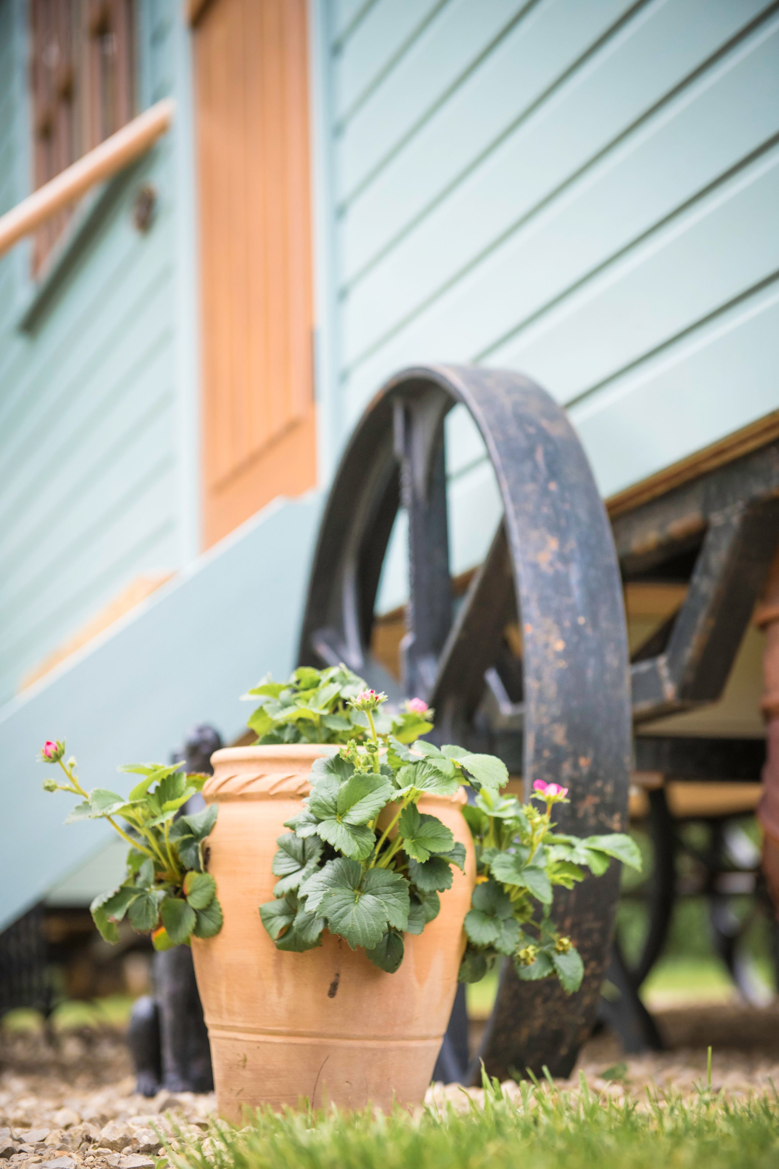 A terracotta pot with green foliage and small pink flowers on a gravel surface.