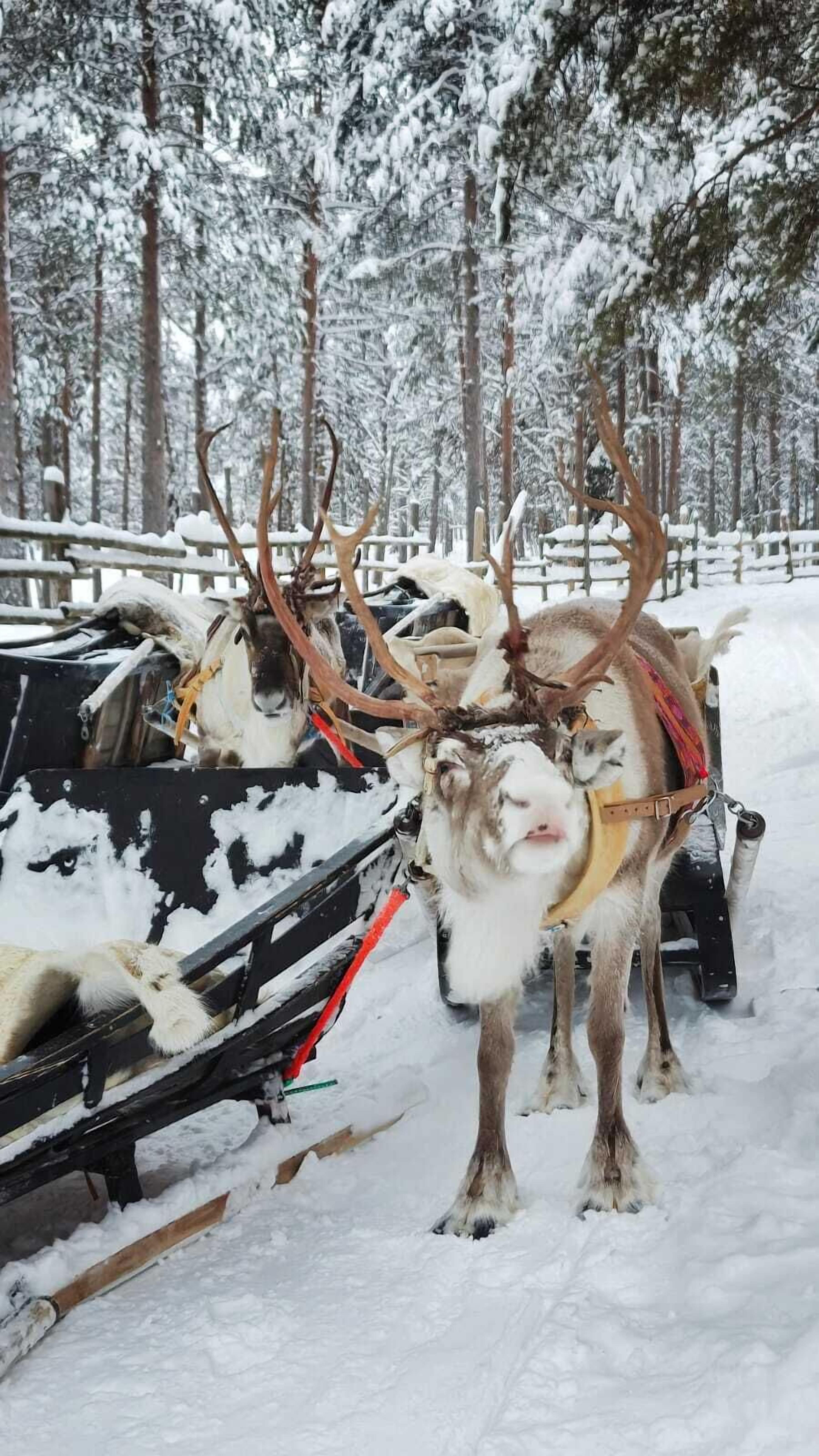 A reindeer with large antlers standing in a snowy forest.