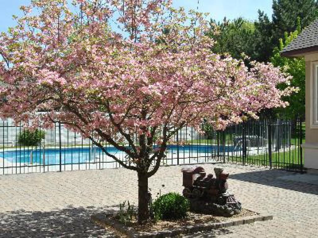 A tree with pink blossoms in front of a swimming pool, a stone bench, and a fence.