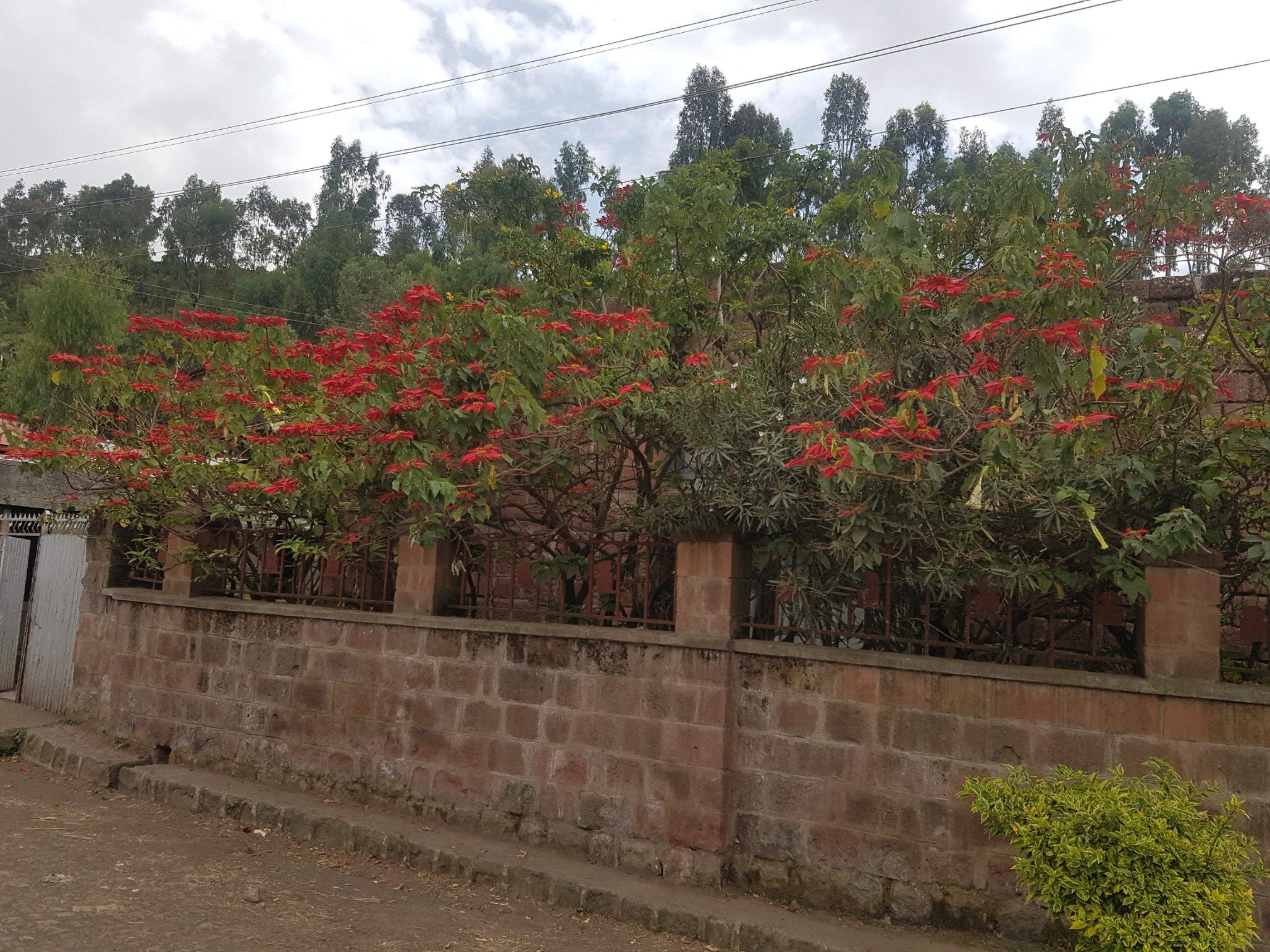 A stone wall with a row of trees bearing red flowers.