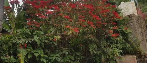 Un jardin avec des fleurs rouges et un feuillage vert.