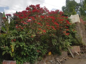 Taman