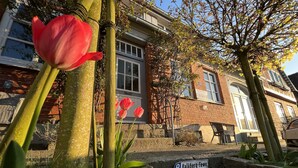 Eine rote Tulpe vor einem Gebäude mit dem Schild 'Kalkberg-Fewo'.