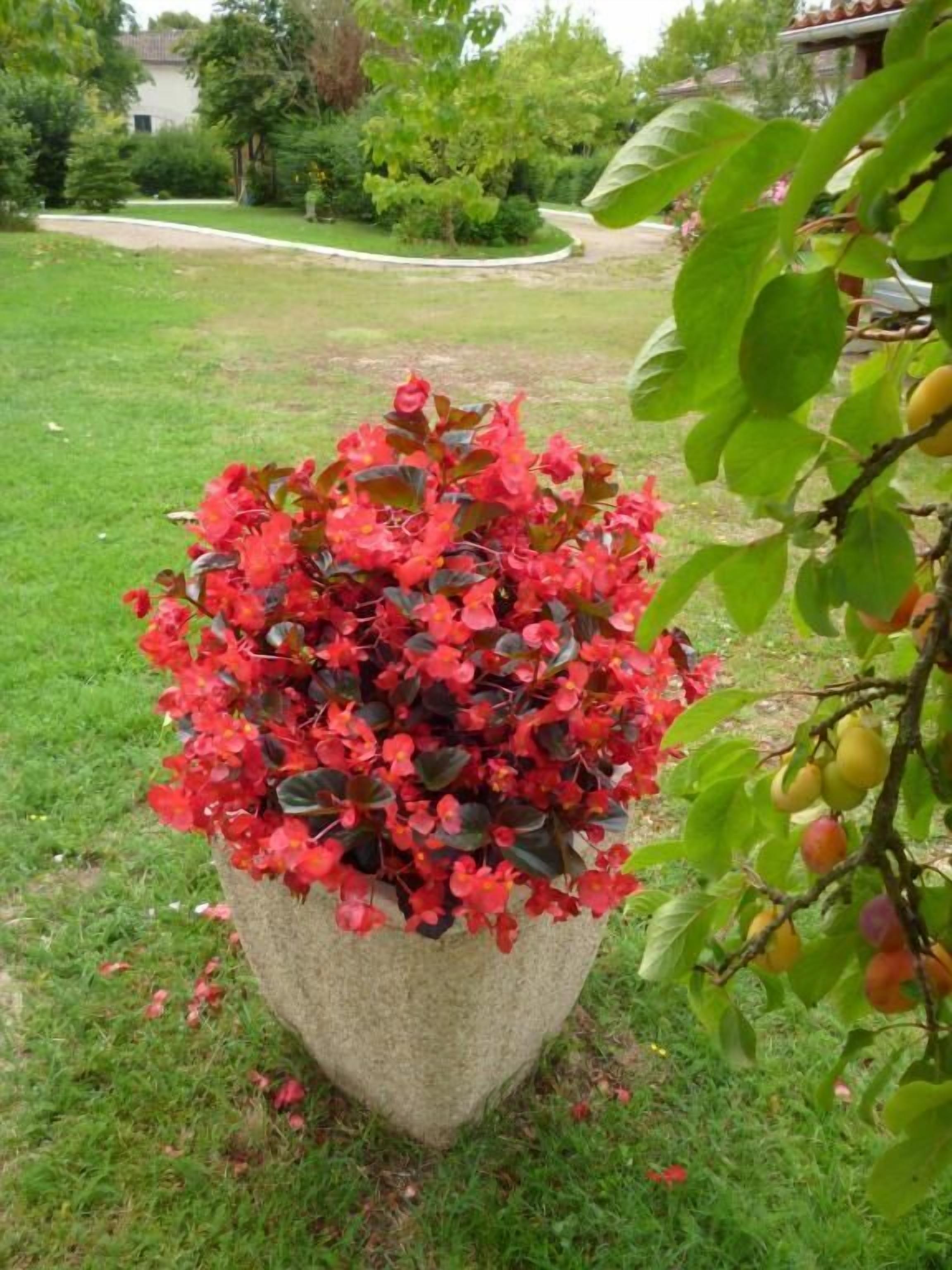 Ein Garten mit einem großen Pflanzkübel, gefüllt mit roten Blüten, und einem Baum mit grünen Blättern und gelben Früchten.