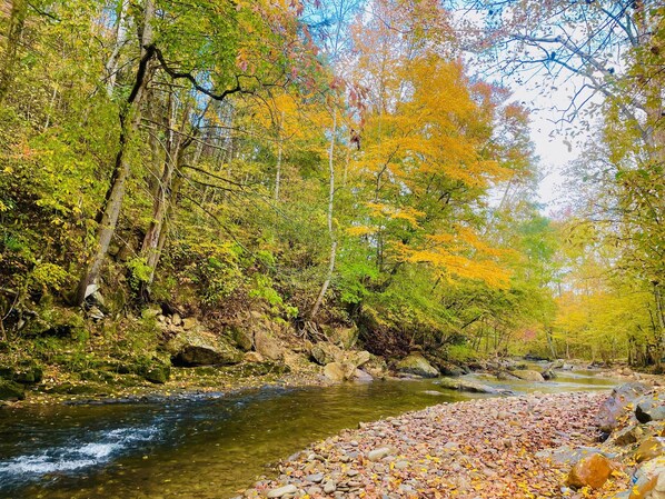 Une rivière qui traverse une forêt aux couleurs automnales.