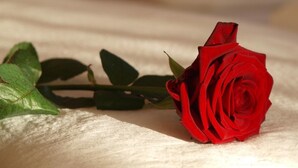 A single red rose with green leaves on a textured surface. - Altes Doktorhaus (Willingen)