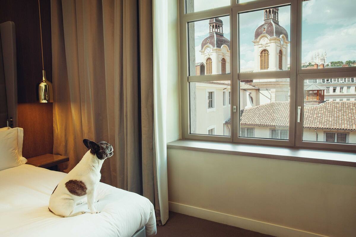 A dog sitting on a bed in a hotel room with a window overlooking a building with domes.
