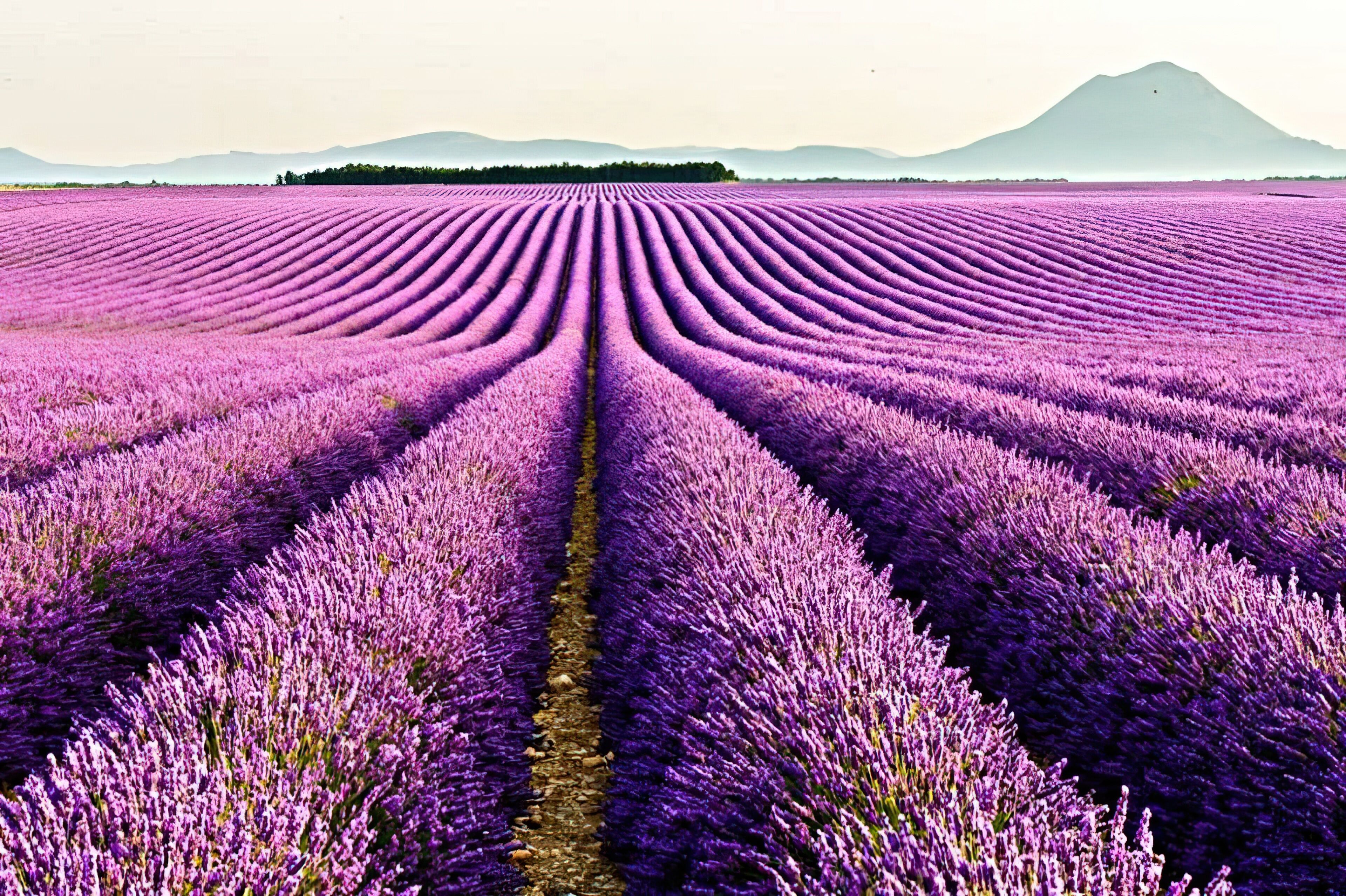 A lavender field with rows of purple flowers and a mountain in the background.