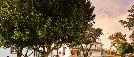 A pool area with a large tree, a building with a red roof, and a grassy lawn.