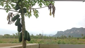 Un árbol con papayas verdes y vistas a un paisaje montañoso.