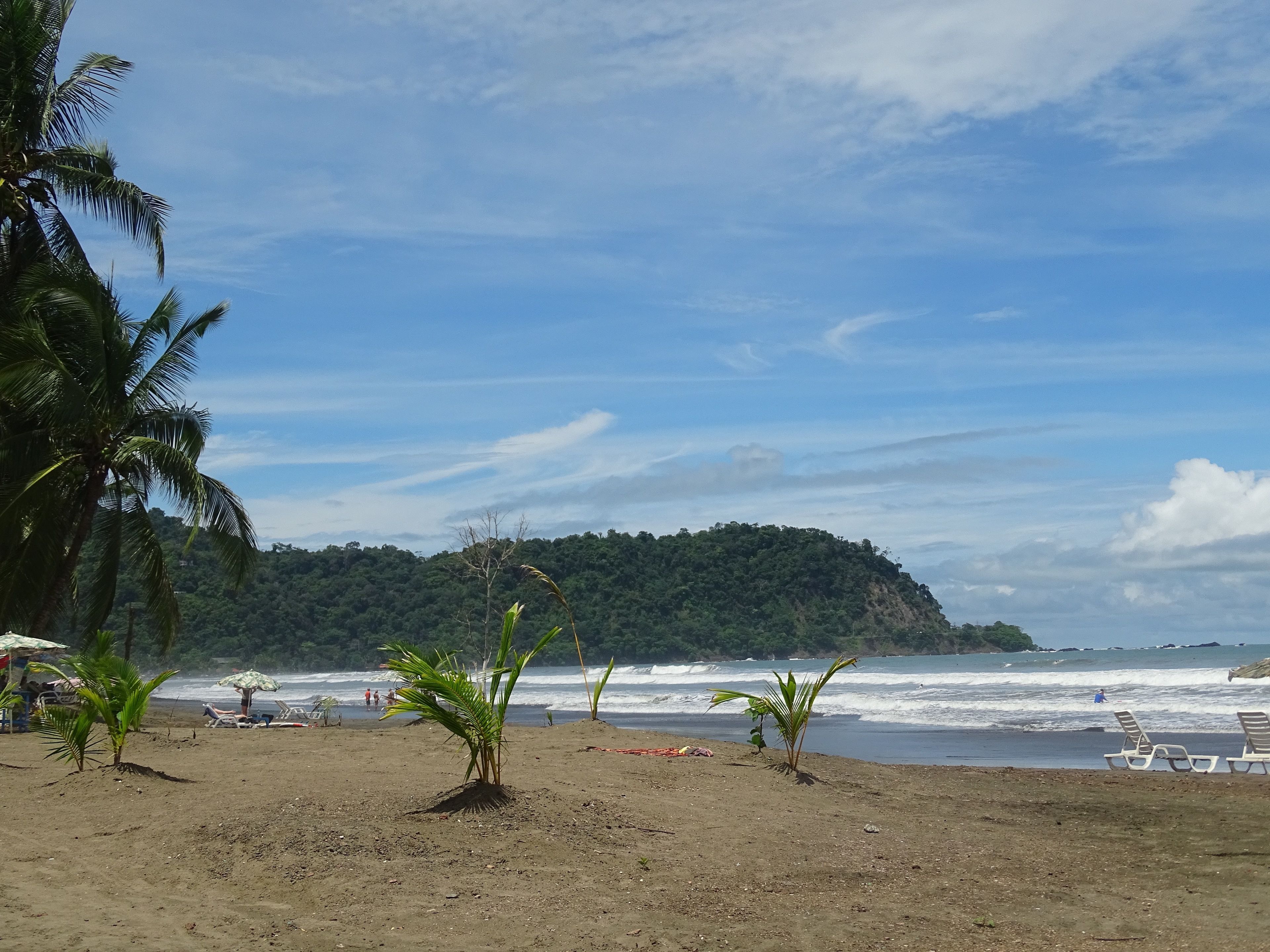 A beach with palm trees, beach chairs, and umbrellas.